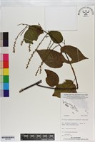 登錄號:S201003藏品圖，第1張