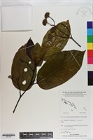 登錄號:S201004藏品圖，第1張