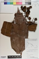 登錄號:S201005藏品圖，第1張