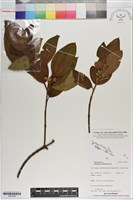 野牡丹藏品圖，第1張