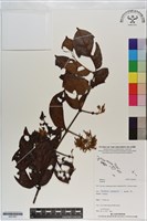 登錄號:S201007藏品圖，第1張