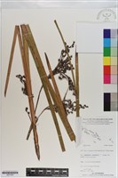 登錄號:S201009藏品圖，第1張