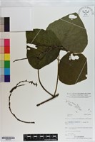 登錄號:S201010藏品圖，第1張