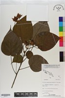 登錄號:S201011藏品圖，第1張