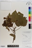 登錄號:S201013藏品圖，第1張