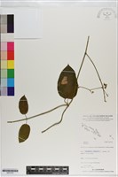 登錄號:S201014藏品圖，第1張