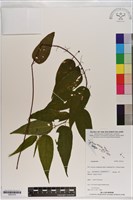 登錄號:S201015藏品圖，第1張