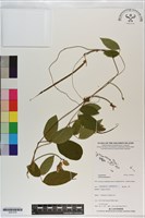 蝶豆、蝴蝶花豆藏品圖，第1張