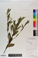 登錄號:S201017藏品圖，第1張