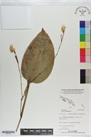 葛鬱金、粉薯藏品圖，第1張