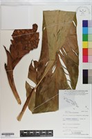 火炬薑藏品圖，第1張