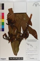 登錄號:S201024藏品圖，第1張