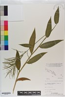 登錄號:S201025藏品圖，第1張