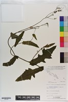 紫背草藏品圖，第1張