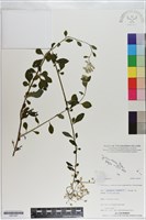 登錄號:S201027藏品圖，第1張