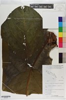 登錄號:S201030藏品圖，第1張