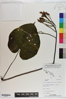 登錄號:S201031藏品圖，第1張