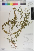 胡枝子、荻、隨軍茶藏品圖，第1張