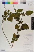 長穗木藏品圖，第1張