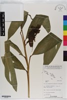 登錄號:S201035藏品圖，第1張