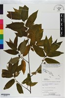 黃褥花、西印度櫻桃藏品圖，第1張