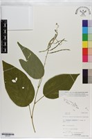 登錄號:S201037藏品圖，第1張