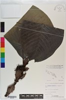 登錄號:S201038藏品圖，第1張