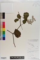 登錄號:S201041藏品圖，第1張