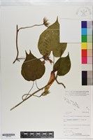 登錄號:S201042藏品圖，第1張