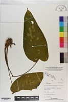 登錄號:S201043藏品圖，第1張