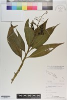 登錄號:S201045藏品圖，第1張