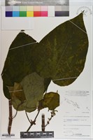 登錄號:S201046藏品圖，第1張