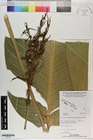 登錄號:S201047藏品圖，第1張