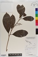 登錄號:S201048藏品圖，第1張