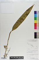 登錄號:S201049藏品圖，第1張