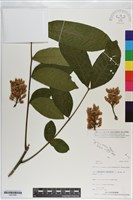 登錄號:S201050藏品圖，第1張