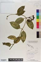 登錄號:S201051藏品圖，第1張