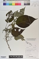 登錄號:S201052藏品圖，第1張