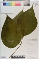 登錄號:S201053藏品圖，第1張