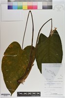 登錄號:S201054藏品圖，第1張