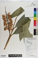 登錄號:S201056藏品圖，第1張