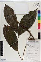 登錄號:S201057藏品圖，第1張