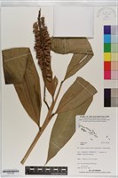 登錄號:S201058藏品圖，第1張