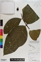 登錄號:S201059藏品圖，第1張