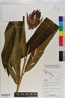 登錄號:S201061藏品圖，第1張