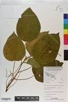 登錄號:S201062藏品圖，第1張