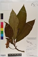 登錄號:S201063藏品圖，第1張