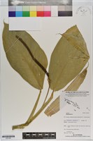 登錄號:S201064藏品圖，第1張