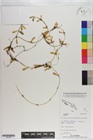 登錄號:S201065藏品圖，第1張