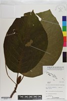 登錄號:S201067藏品圖，第1張